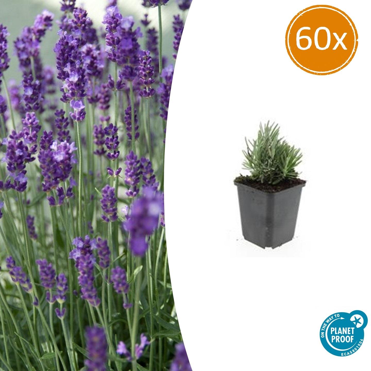 60x Lavandula ang. &