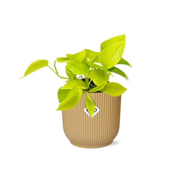 Epipremnum Pinnatum &