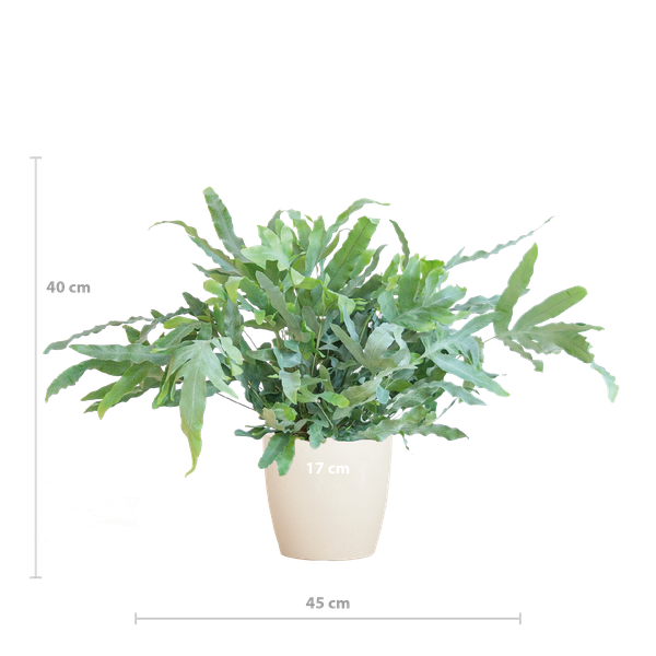 Phlebodium Aureum &