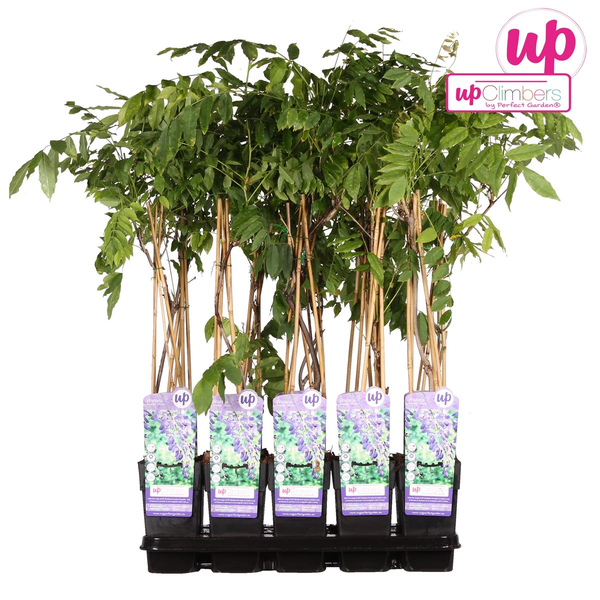 Wisteria sinensis &