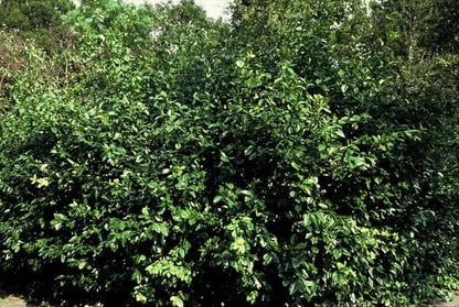 Euonymus fort. &
