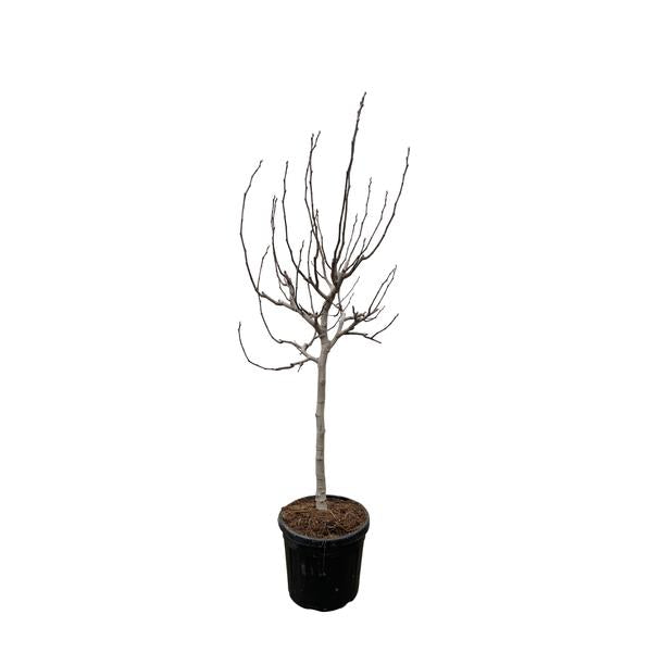 Ficus Carica on stem - 225 cm - ø40