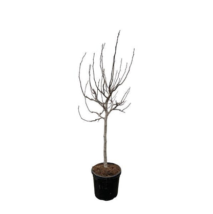 Ficus Carica on stem - 225 cm - ø40