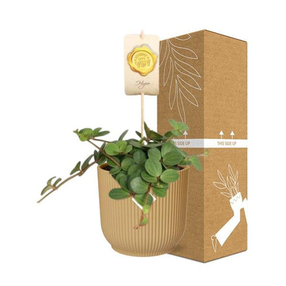 Peperomia &