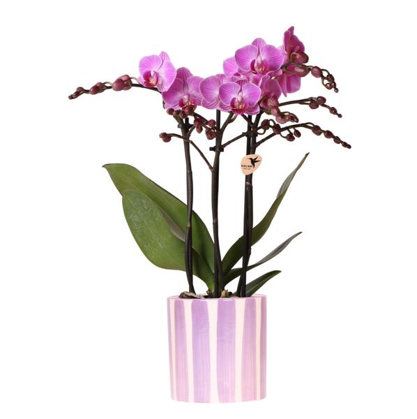 Kolibri-Orchideen | Lila Phalaenopsis Orchidee Vienna + Painted Stripe Topf Flieder - Topfgröße Ø9cm | blühende Zimmerpflanze – frisch vom Züchter