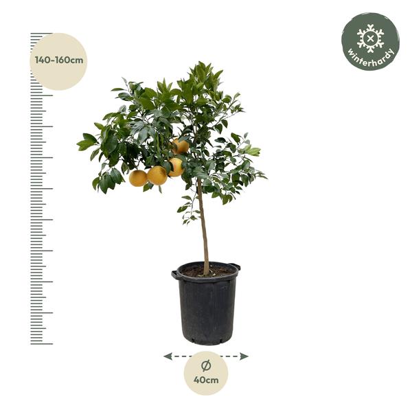 Zitrus Pompelmo - 150 cm - ø40