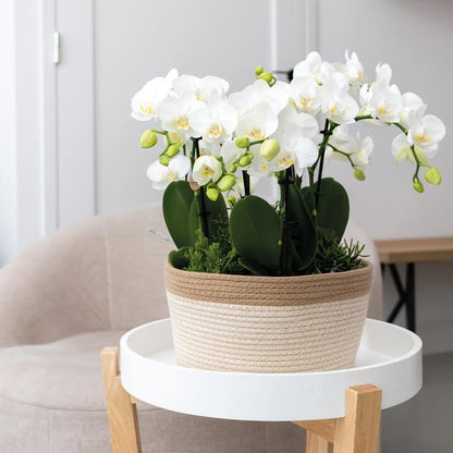 Oranje Plantenset in Cotton Basket inclusief Waterreservoir