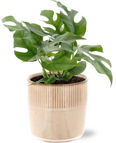 Monstera Minima - Ø12cm - ↕25cm + Terni Pot D13,5x13cm - Roze