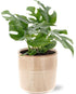Monstera Minima - Ø12cm - ↕25cm + Terni Pot D13,5x13cm - Roze