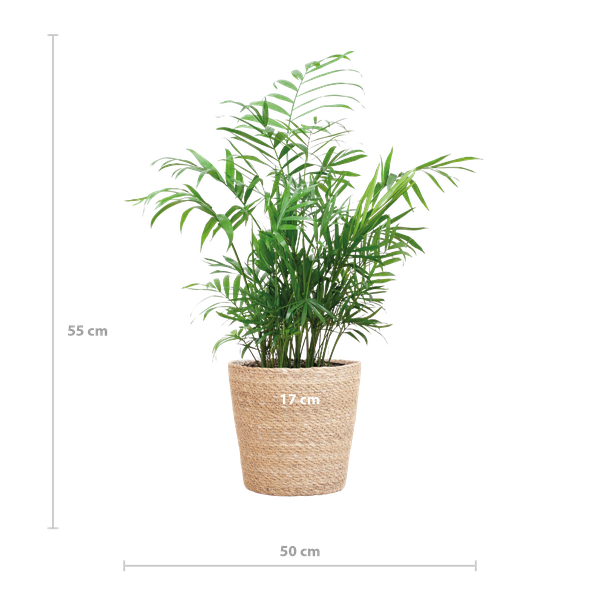 Chamadorea Elegans met Sofia mand naturel - 55cm - Ø17