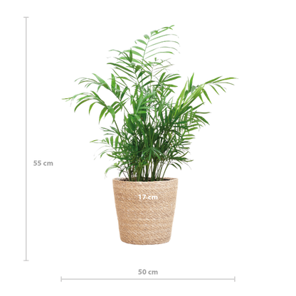 Chamadorea Elegans met Sofia mand naturel - 55cm - Ø17