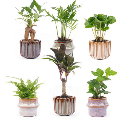 Barcelona set van 6 keramische potten met mini-planten