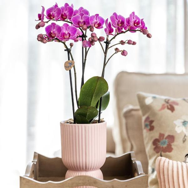 Romantische Plantenset – Prachtige Orchidee en Rhipsalis in Roze Sierpotten