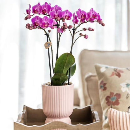 Romantische Plantenset – Prachtige Orchidee en Rhipsalis in Roze Sierpotten