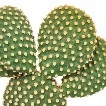 Opuntia microdasys - 17cm - zonder pot