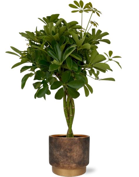 Schefflera Compacta - Ø19cm - ↕80cm + Merel Pot D20x18cm - Goud