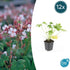 Geranium macr. &