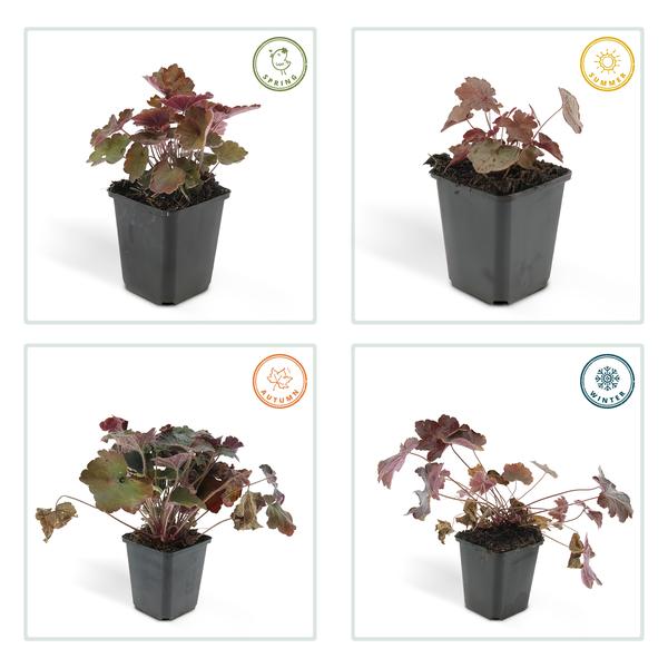 Heuchera mic. &