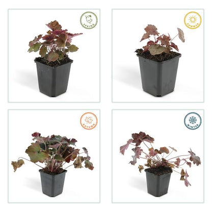 Heuchera mic. &