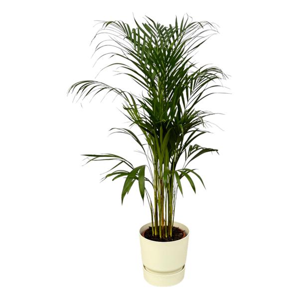 Areca palm - ↨110cm - Ø21cm including elho Greenville Round white D24xH23