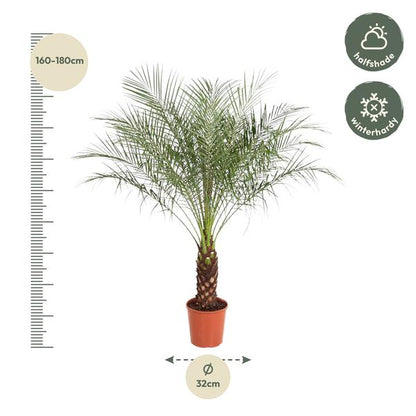 Phoenix Roebelenii - 190 cm - ø40