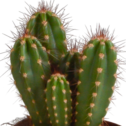 Cereus mix 10,5cm - 3x - zonder pot
