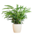Calathea Rufibarba met Viber wit - 55cm - Ø17