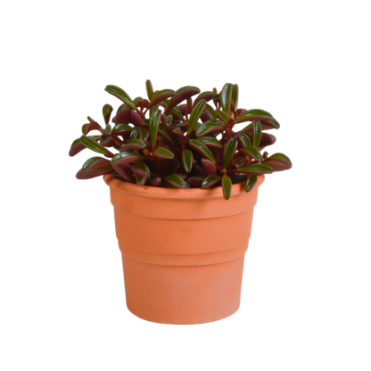 Peperomia graveolens - in terracotta pot