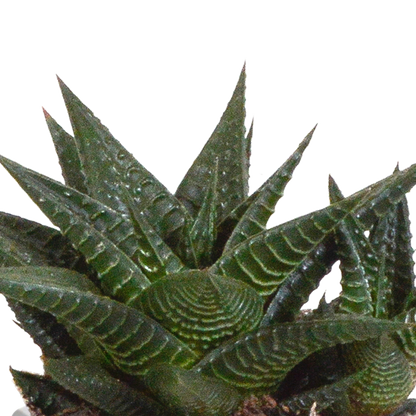Gasteria/Haworthia mix 8,5cm - 3x - in Mexicaanse pot