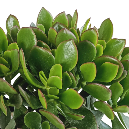 Crassula minova 17cm