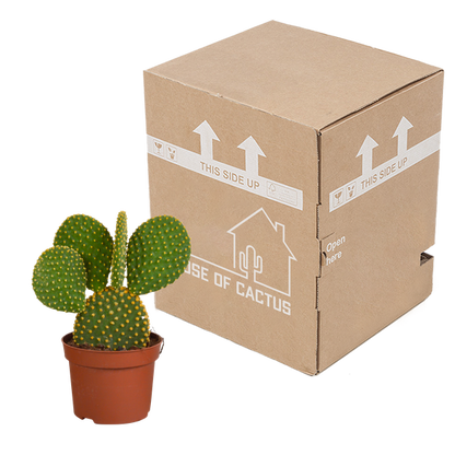 Opuntia microdasys - 12cm - zonder pot