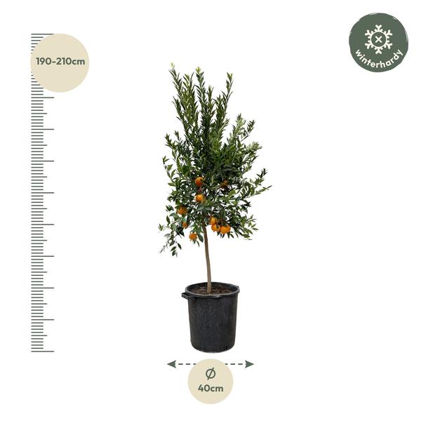 Citrus Mandarino