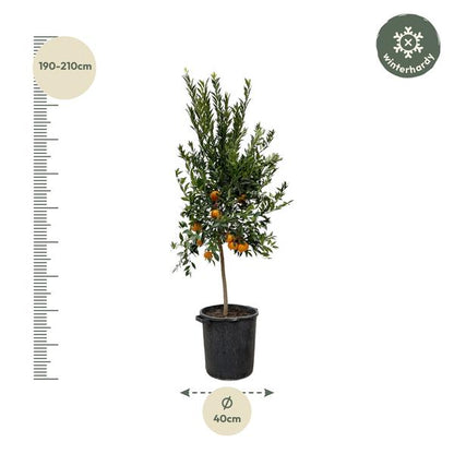 Citrus Mandarino