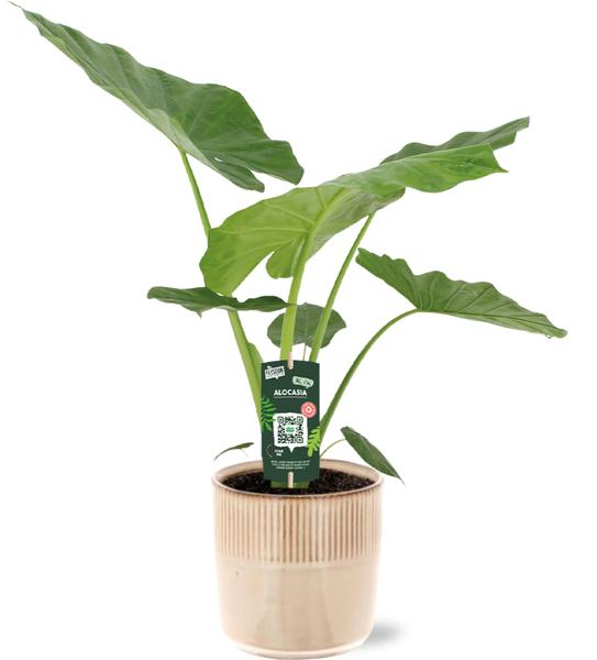 Alocasia Macrorrhiza - Ø19cm - ↕70cm + Terni Pot D20x20cm - Roze