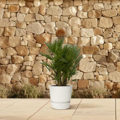 Chamaerops Humilis mit mehreren Stämmen – 180 cm – Ø45 cm