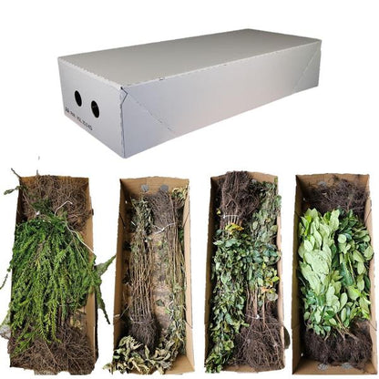 Ligustrum vulgare &