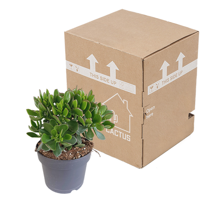 Crassula minova 17cm