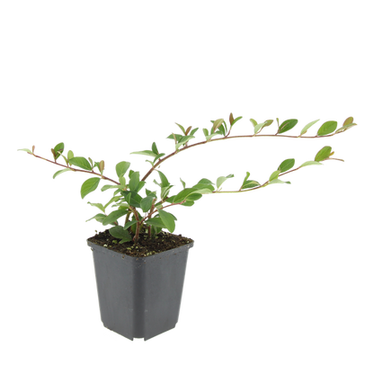 Cotoneaster dammeri - ↕10-25cm - Ø9cm - 20x