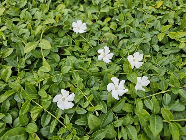 Vinca minor &