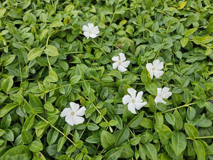 Vinca minor &