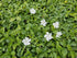 Vinca minor &