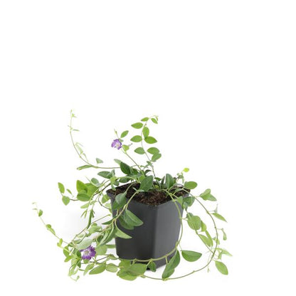 Vinca minor &