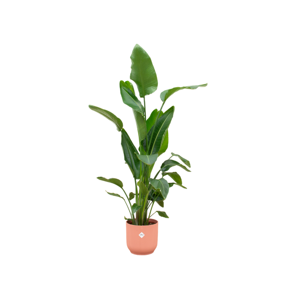 Kombi-Angebot - Strelitzia Nicolai inklusive elho Vibes Fold Round rosa Ø30 - 160 cm