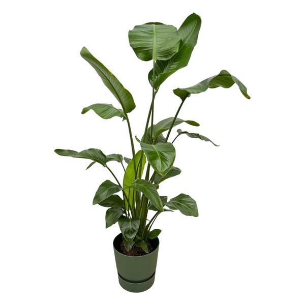 Strelitzia Nicolai einschließlich elho Greenville Rund grün – 160 cm – Ø30