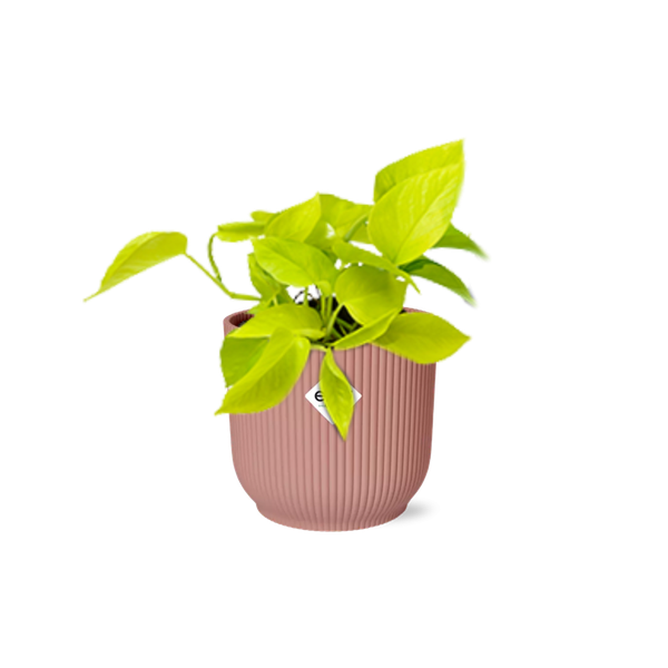 Epipremnum Pinnatum &