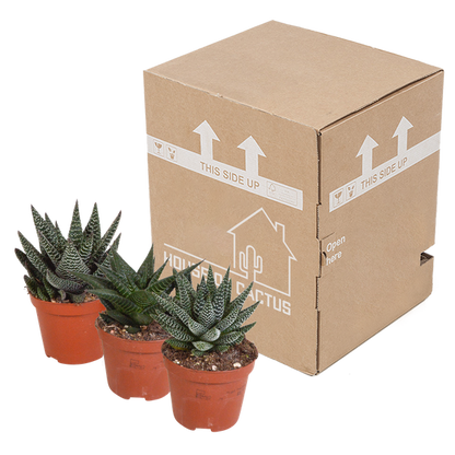 Gasteria/Haworthia mix 8,5cm - 3x - zonder pot