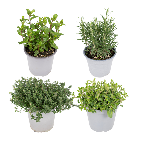 Garden Herbs Mix - 4 pieces - Ø14cm - ↕18cm