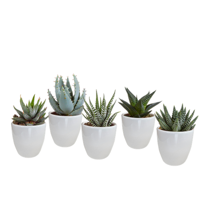 Gasteria/Haworthia mix 5,5cm - in witte pot - 5x