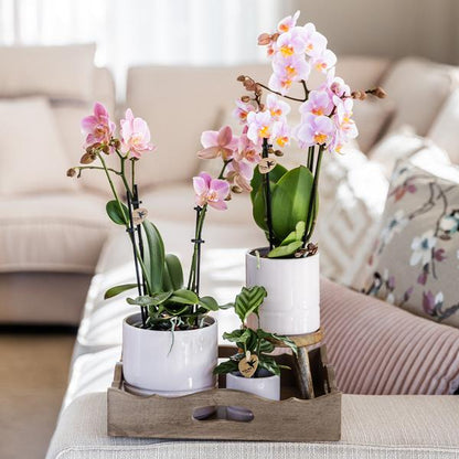 Pastel pot white 9 cm