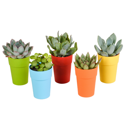 Vetplanten mix 5.5 cm - 5x - in gekleurde plasticpot